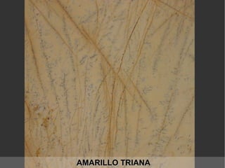 AMARILLO TRIANAAMARILLO TRIANA