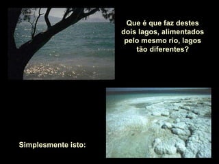 Que é que faz destes dois lagos, alimentados pelo mesmo rio, lagos tão diferentes? Simplesmente isto:  