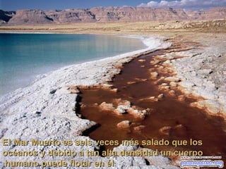 El Mar Muerto es seis veces más salado que los océanos y debido a tan alta densidad un cuerpo humano puede flotar en él. 