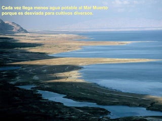 Cada vez llega menos agua potable al Mar Muerto
porque es desviada para cultivos diversos.
 