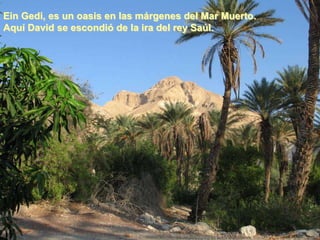 Ein Gedi, es un oasis en las márgenes del Mar Muerto.
Aquí David se escondió de la ira del rey Saúl.
 