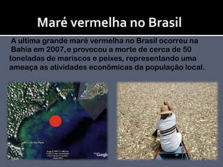 Maré vermelha no BrasilA ultima grande maré vermelha no Brasil ocorreu na Bahia em 2007,                               e provocou a morte de cerca de 50 toneladas de mariscos e peixes, representando uma ameaça as atividades econômicas da população local. 