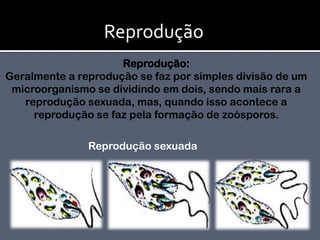 ReproduçãoReprodução:                                                                                                                                  Geralmente a reprodução se faz por simples divisão de um microorganismo se dividindo em dois, sendo mais rara a reprodução sexuada, mas, quando isso acontece a reprodução se faz pela formação de zoósporos. Reprodução sexuada