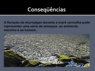 ConseqüênciasA floração de microalgas durante a maré vermelha pode representar uma série de ameaças  ao ambiente marinho e ao homem. 