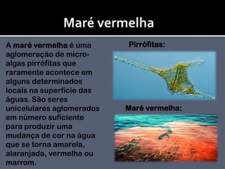 Maré vermelhaPirrófitas: A maré vermelha é uma aglomeração de micro-algas pirrófitas que raramente acontece em alguns determinados locais na superfície das águas. São seres unicelulares aglomerados em número suficiente para produzir uma mudança de cor na água que se torna amarela, alaranjada, vermelha ou marrom.Maré vermelha: