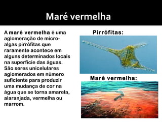 Maré vermelha A  maré vermelha  é uma aglomeração de micro-algas pirrófitas que raramente acontece em alguns determinados locais na superfície das águas. São seres unicelulares aglomerados em número suficiente para produzir uma mudança de cor na água que se torna amarela, alaranjada, vermelha ou marrom. Pirrófitas:   Maré vermelha: 
