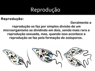 Reprodução:  Geralmente a reprodução se faz por simples divisão de um microorganismo se dividindo em dois, sendo mais rara a reprodução sexuada, mas, quando isso acontece a reprodução se faz pela formação de zoósporos.  Reprodução   Reprodução sexuada 