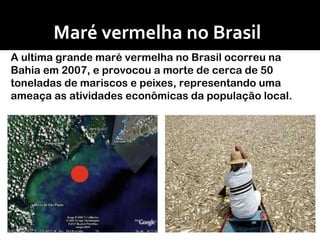 Maré vermelha no Brasil A ultima grande maré vermelha no Brasil ocorreu na Bahia em 2007, e provocou a morte de cerca de 50 toneladas de mariscos e peixes, representando uma ameaça as atividades econômicas da população local.  