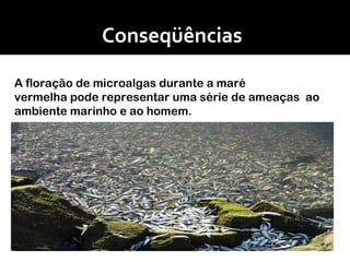 Conseqüências A floração de microalgas durante a maré vermelha pode representar uma série de ameaças  ao ambiente marinho e ao homem.  