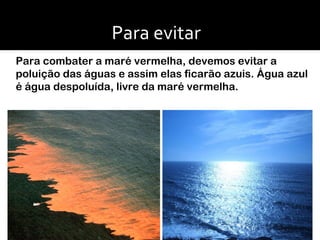 Para evitar Para combater a maré vermelha, devemos evitar a poluição das águas e assim elas ficarão azuis. Água azul é água despoluída, livre da maré vermelha.   