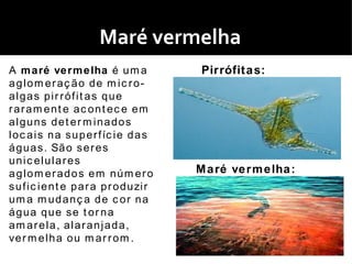 Maré vermelha
A m a ré ve r m e lha é u m a                 Pirrófit a s: 
aglom eraç ão de m ic ro-
algas pir rófit as que
raram ent e ac ont ec e em
alguns det er m inados
l o c a i s n a s u p e r f íc i e d a s
á g u a s . Sã o s e r e s
unic elulares
aglom erados em núm ero                      M a ré ve r m e lha :
s u f i c i e n t e p a r a p r o d u zi r
um a m udanç a de c or na
água que se t or na
am arela, alaranjada,
ve r m e l h a o u m a r r o m .
 