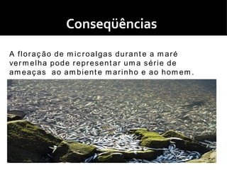 Conseqüências
A floraç ão de m ic roalgas durant e a m aré
ve r m e l h a p o d e r e p r e s e n t a r u m a s é r i e d e
am eaç as ao am bient e m arinho e ao hom em .
 