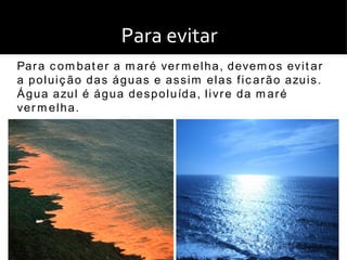 Para evitar
Pa r a c o m b at e r a m a r é ve r m e l h a , d eve m o s ev i t a r
a p o l u i ç ã o d a s á g u a s e a s s i m e l a s f i c a r ã o a zu i s .
Á g u a a zu l é á g u a d e s p o l u íd a , l i v r e d a m a r é
ve r m e l h a .  
 