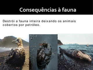 Consequências à fauna
De s t r ó i a f a u n a i n t e i r a d e i x a n d o o s a n i m a i s
c o b e r t o s p o r p e t r ó l e o.
 