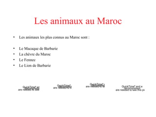 Les animaux au Maroc Les animaux les plus connus au Maroc sont : Le Macaque de Barbarie La chèvre du Maroc Le Fennec Le Lion de Barbarie