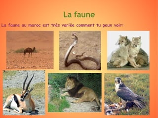 La faune au maroc est trés variée comment tu peux voir: La faune 