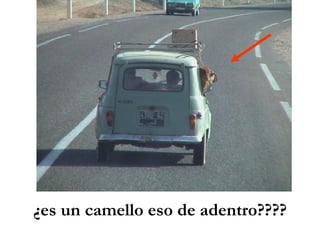 ¿es un camello eso de adentro???? 