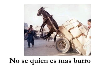 No se quien es mas burro 
