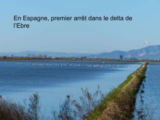 En Espagne, premier arrêt dans le delta de
l’Ebre
 