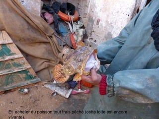 Et acheter du poisson tout frais pêché (cette lotte est encore
vivante).
 