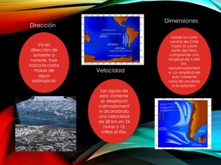 Va en 
dirección de 
suroeste a 
noreste, trae 
hacia la costa 
masas de 
agua 
subtropical. 
Las aguas de 
esta corriente 
se desplazan 
calmadament 
e alcanzando 
una velocidad 
de 28 km en 24 
horas o 15 
millas al día. 
Desde la costa 
central de Chile 
hasta la costa 
norte del Perú, 
comprende una 
longitud de 4,445 
km. 
Aproximadament 
e. La amplitud de 
esta corriente 
varia de acuerdo 
a la estación. 
Dirección 
Velocidad 
Dimensiones 
 