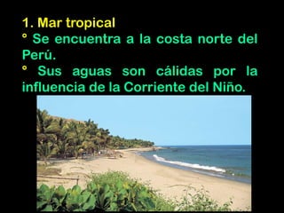1. Mar tropical
° Se encuentra a la costa norte del
Perú.
° Sus aguas son cálidas por la
influencia de la Corriente del Niño.
 