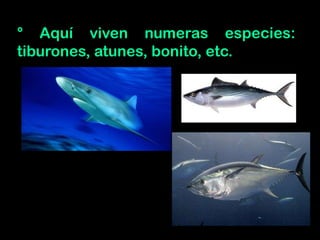 ° Aquí viven numeras especies:
tiburones, atunes, bonito, etc.
 