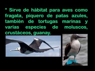 ° Sirve de hábitat para aves como
fragata, piquero de patas azules,
también de tortugas marinas y
varias especies de moluscos,
crustáceos, guanay.
 