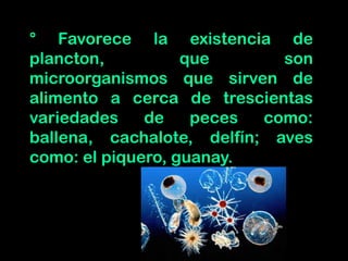 ° Favorece la existencia de
plancton, que son
microorganismos que sirven de
alimento a cerca de trescientas
variedades de peces como:
ballena, cachalote, delfín; aves
como: el piquero, guanay.
 