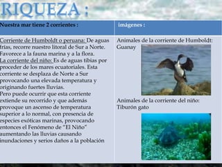 Nuestra mar tiene 2 corrientes : imágenes : 
Corriente de Humboldt o peruana: De aguas 
frías, recorre nuestro litoral de Sur a Norte. 
Favorece a la fauna marina y a la flora. 
La corriente del niño: Es de aguas tibias por 
proceder de los mares ecuatoriales. Esta 
corriente se desplaza de Norte a Sur 
provocando una elevada temperatura y 
originando fuertes lluvias. 
Pero puede ocurrir que esta corriente 
extiende su recorrido y que además 
provoque un ascenso de temperatura 
superior a lo normal, con presencia de 
especies exóticas marinas, provocando 
entonces el Fenómeno de “El Niño” 
aumentando las lluvias causando 
inundaciones y serios daños a la población 
Animales de la corriente de Humboldt: 
Guanay 
Animales de la corriente del niño: 
Tiburón gato 
. 
 