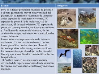 Fauna : Imágenes: 
Perú es el tercer productor mundial de pescado 
y el país que tiene la mayor biodiversidad del 
planeta. En su territorio viven más de un tercio 
de las especies de mamíferos vivientes, 750 
especies de peces, 872 de moluscos, 412 de 
crustáceos, 45 de equinodermos,700 especies de 
peces, así como quelonios, cetáceos y mamíferos 
y17 millones de mettons de biomasa., de las 
cuales sólo una pequeña fracción son explotadas 
comercialmente. 
Las especies más representativas de la fauna 
marina son: La anchoveta, cojinova, corvina, 
lorna, pintadilla, bonito, atún, etc. También 
tienen importancia las aves guaneras debido a 
los excrementos que ellas dejan en las islas del 
litoral y que son utilizados como fertilizantes en 
la agricultura. 
El Pacífico tiene en sus mares una enorme 
diversidad de especies marinas, donde destacan 
la corvina, anchoas, atún, crustáceos y moluscos 
marinos. 
 