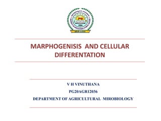 MARPHOGENISIS AND CELLULAR
DIFFERENTATION
V H VINUTHANA
PG20AGR12036
DEPARTMENT OF AGRICULTURAL MIROBIOLOGY
 