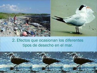 2. Efectos que ocasionan los diferentes
      tipos de desecho en el mar.
 