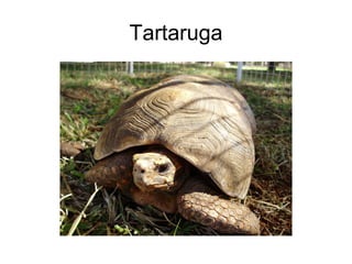Tartaruga 