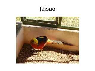 faisão 