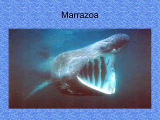 Marrazoa
 