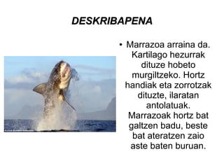 DESKRIBAPENADESKRIBAPENA
● Marrazoa arraina da.
Kartilago hezurrak
dituze hobeto
murgiltzeko. Hortz
handiak eta zorrotzak
dituzte, ilaratan
antolatuak.
Marrazoak hortz bat
galtzen badu, beste
bat ateratzen zaio
aste baten buruan.
 