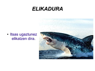 ELIKADURAELIKADURA
● Itsas ugaztunez
elikatzen dira.
 