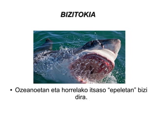BIZITOKIABIZITOKIA
● Ozeanoetan eta horrelako itsaso “epeletan” bizi
dira.
 