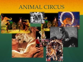 ANIMAL CIRCUS
 