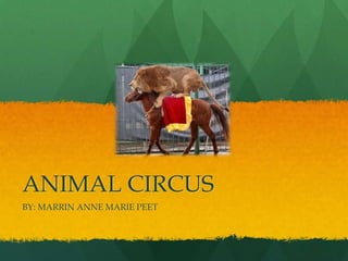 ANIMAL CIRCUS
BY: MARRIN ANNE MARIE PEET
 