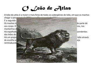 O Leão de Atlas
O leão-do-atlas é a maior e mais feroz de todas as subespécies de leão, em que os machos
chegar a pesar mais de 300 kg e as fêmeas mais de 200 kg.
É o segundo maior felino que existe, sendo superado só pelo tigre-siberiano.
Os machos têm como característica principal uma juba preta, que cobre grande parte de
seu corpo. O último leão-do-atlas em liberdade foi morto em 1922 em Marrocos, nas
montanhas do Atlas.
Há espalhados por vários jardins zoológicos pelo mundo fora, vários leões descendentes
dos leões do Atlas.
Há um projecto chamado de “Projecto Leão-do-atlas” que prevê reproduzir o leão através
de escolha selectiva de ADN para que depois de recriar o leão-do-atlas, este seja
reintroduzido na natureza num parque natural protegido em Marrocos.
 