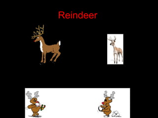 Reindeer
 