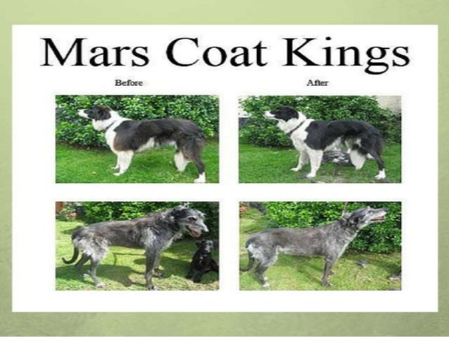 mars coat king border collie