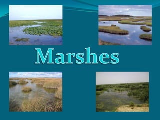 Marshes 