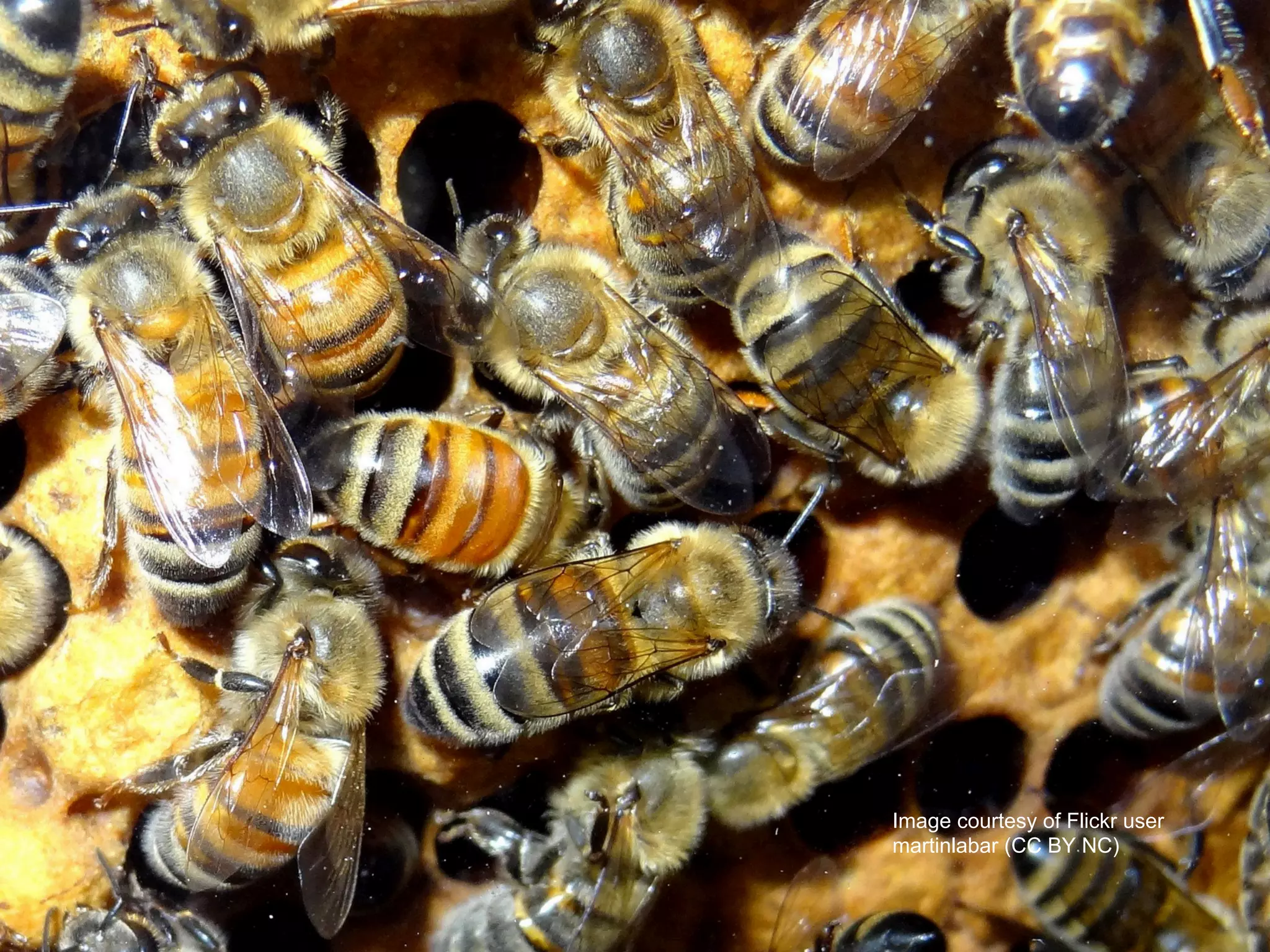 Image courtesy of Flickr user
martinlabar (CC BY NC)
 