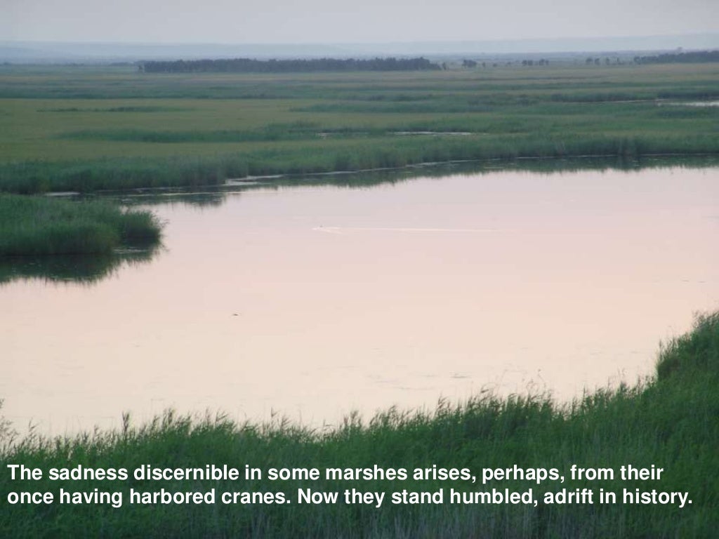 Sand county almanac picture