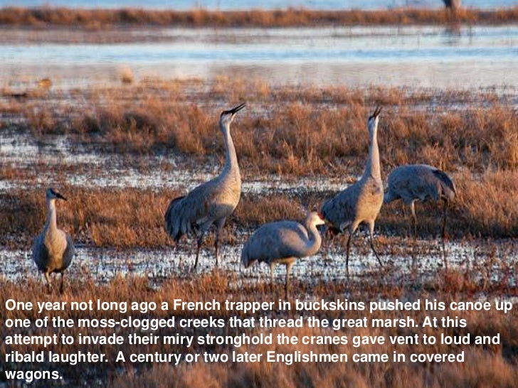 Marshland elegy essay 07 image