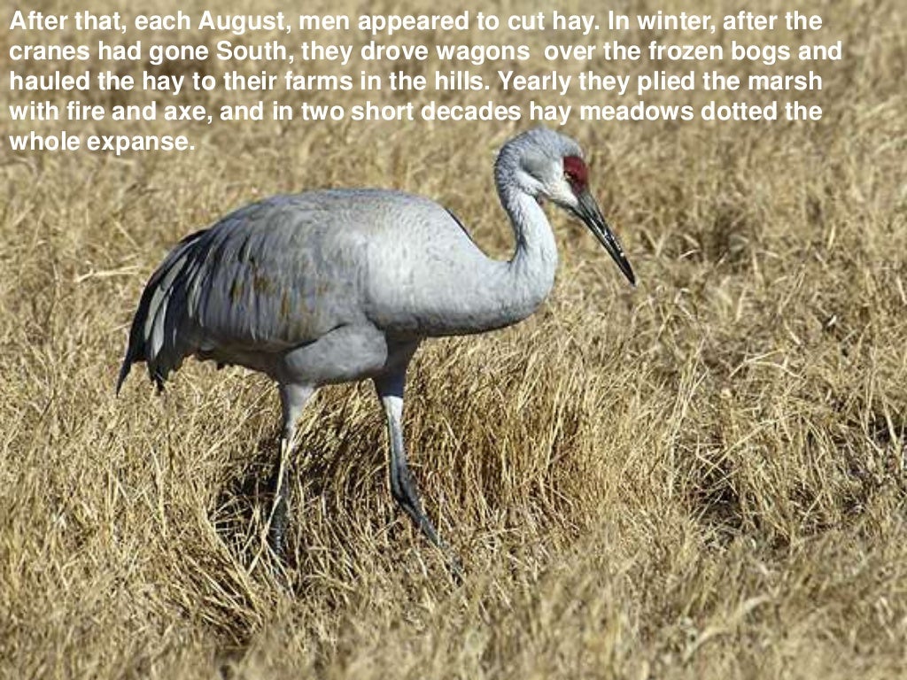 Marshland elegy essay 06 picture