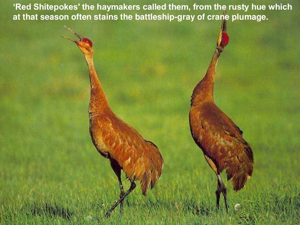 Marshland elegy essay 05 picture